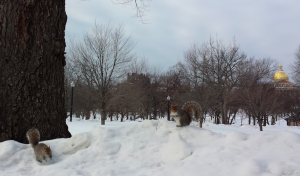 Boston Common squirrels. Hardy fellas.